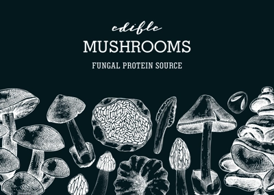 Edible mushrooms banner on chalkboard. Artistic autumn forest plant border. Fall background with  hand drawn fungi sketches and abstract shapes. Healthy food, fungal protein vector illustration